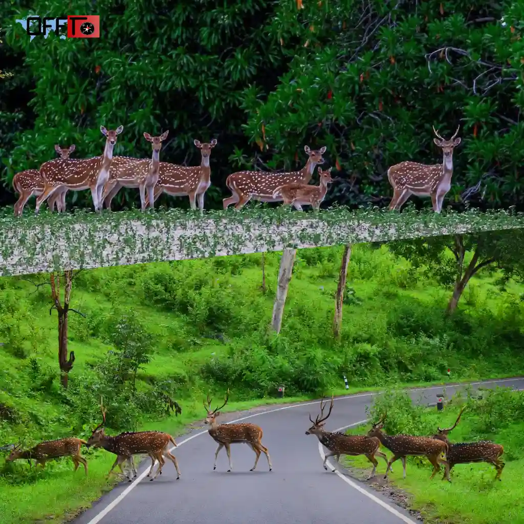 Neora Valley National Park — Key Details Before You Visit