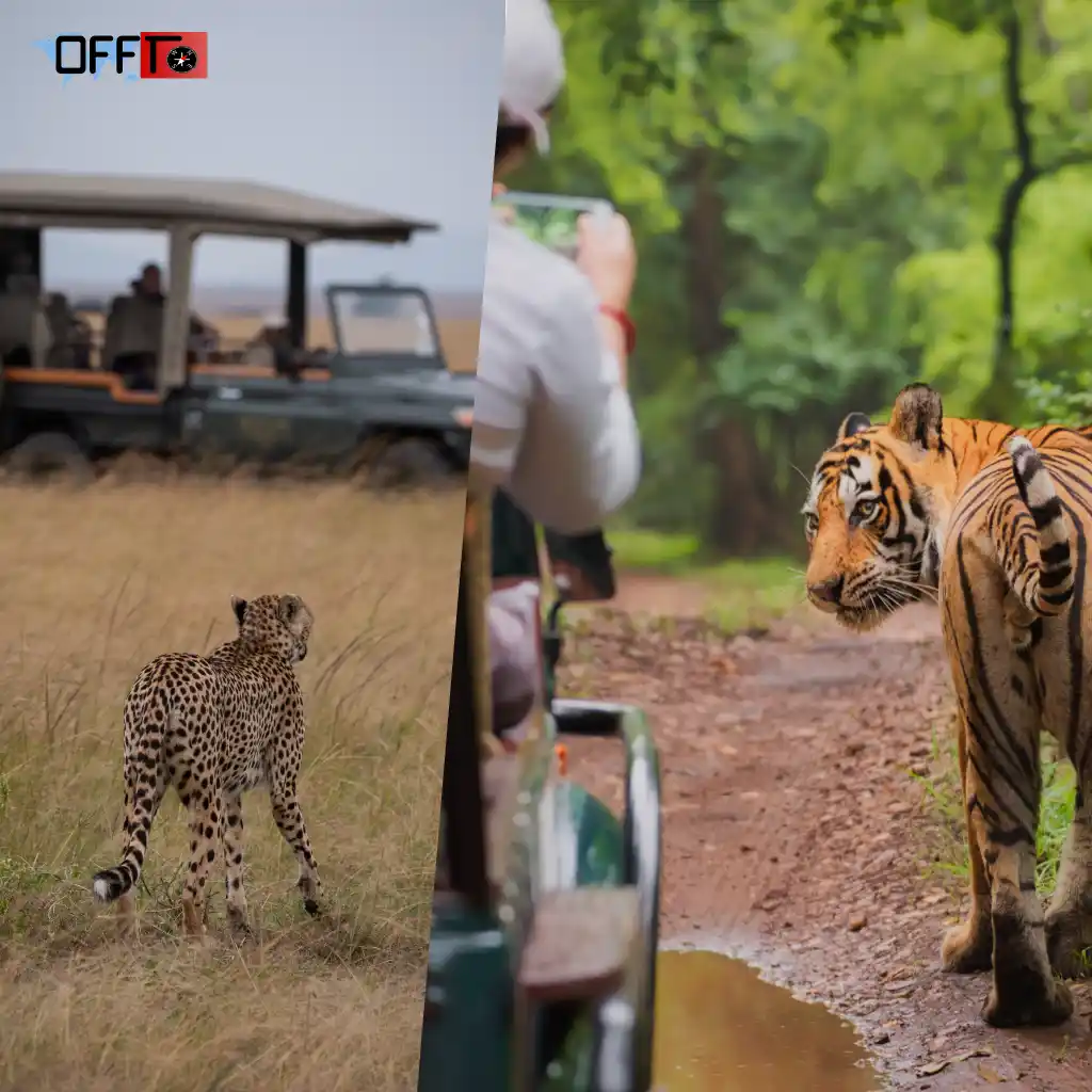 Best Time to Visit Jawai (Season-by-Season Breakdown)