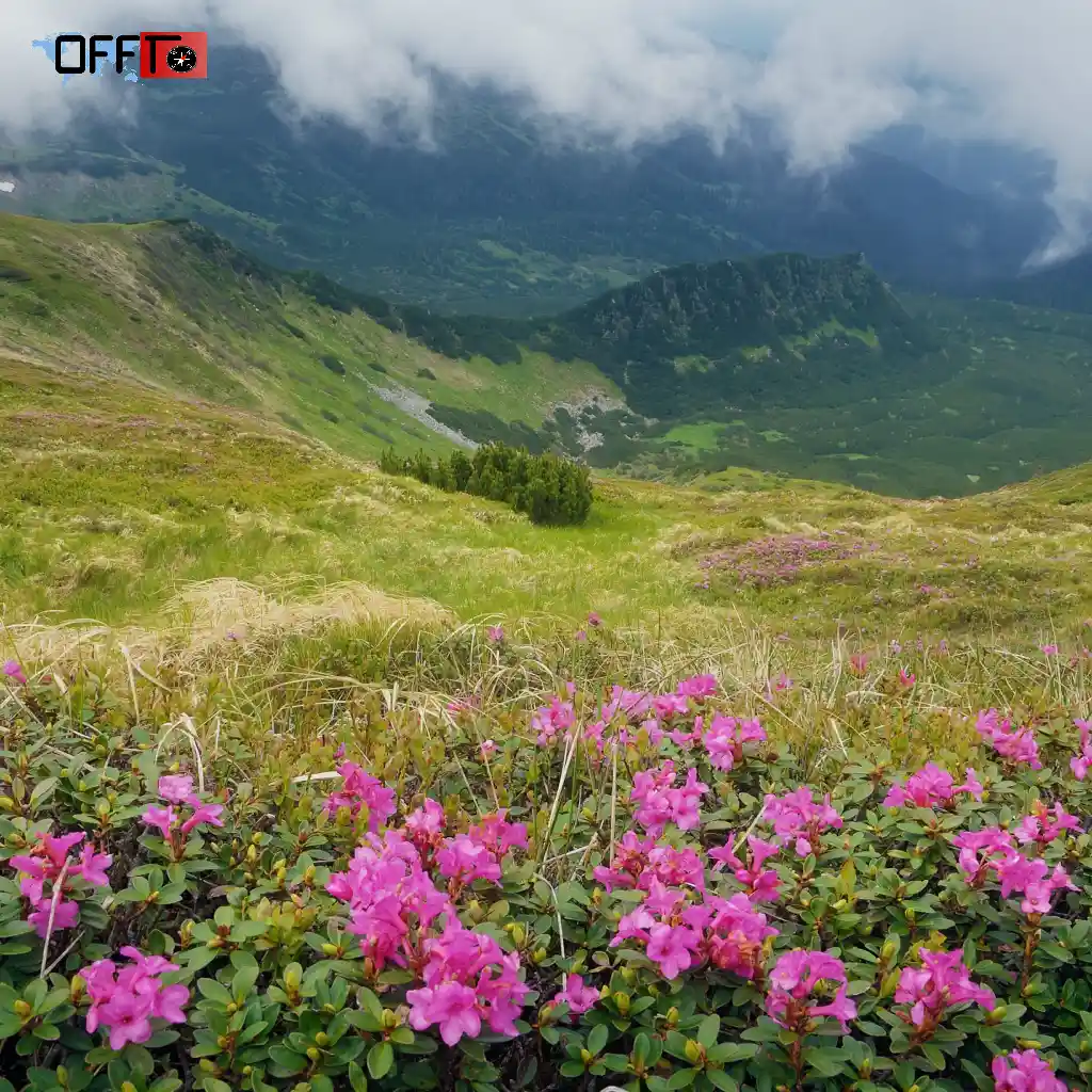 Dzukou Valley Flowers