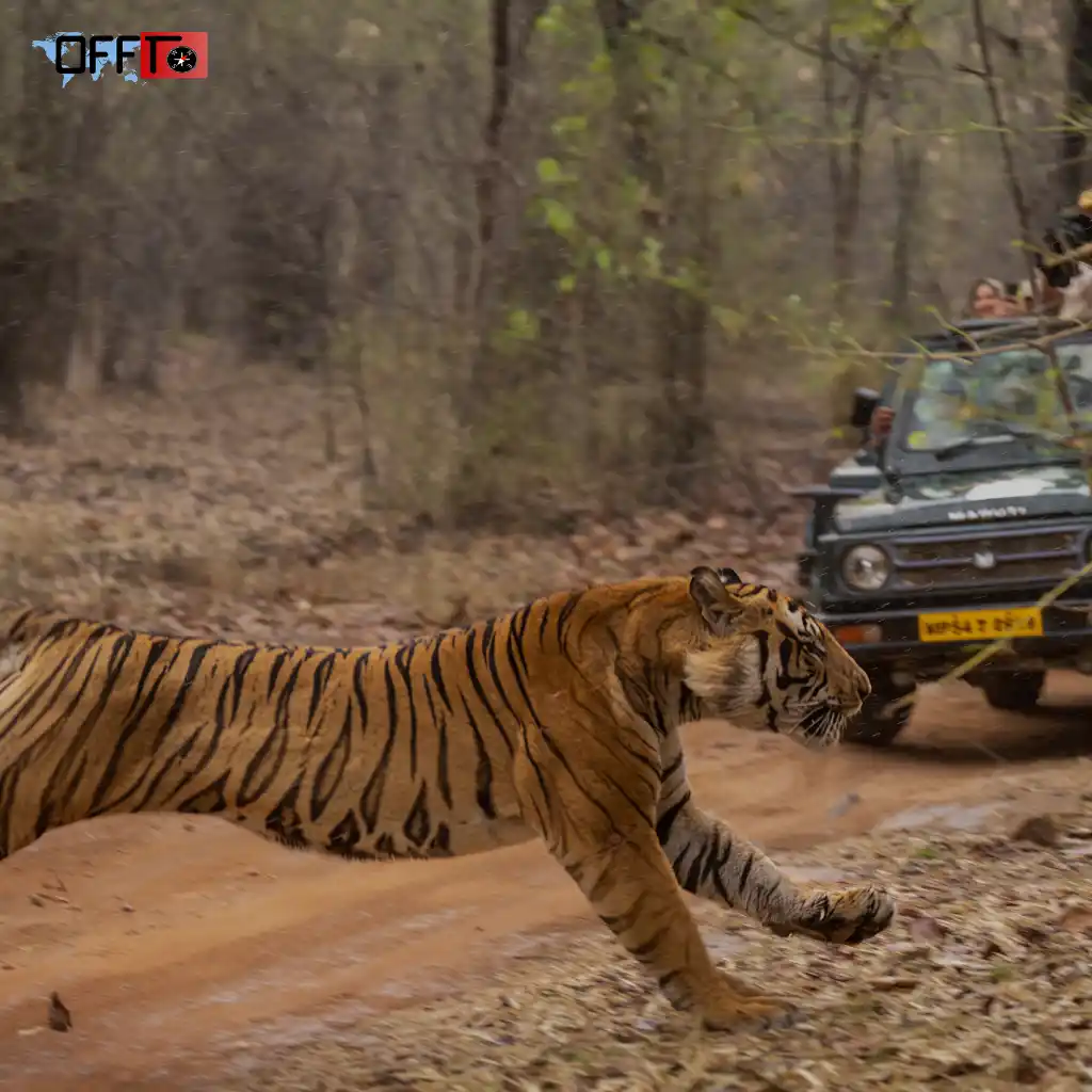 Is Jawai Worth Visiting (Honest Travel Fit Guide)