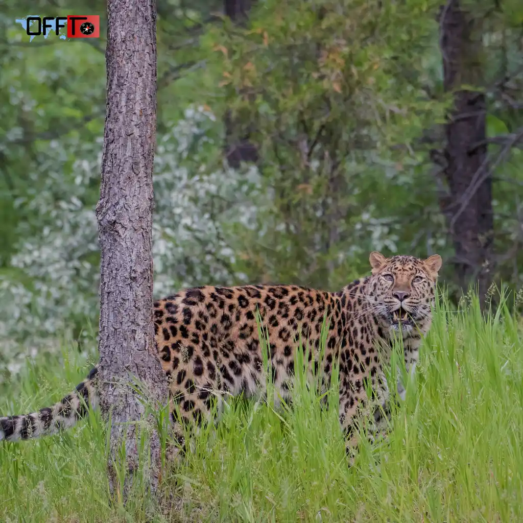 Is Jawai a National Park Understanding the Landscape