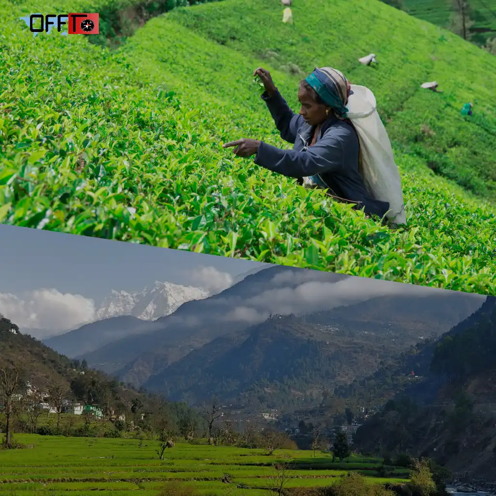 Why is Palampur Famous (What Makes It Special)