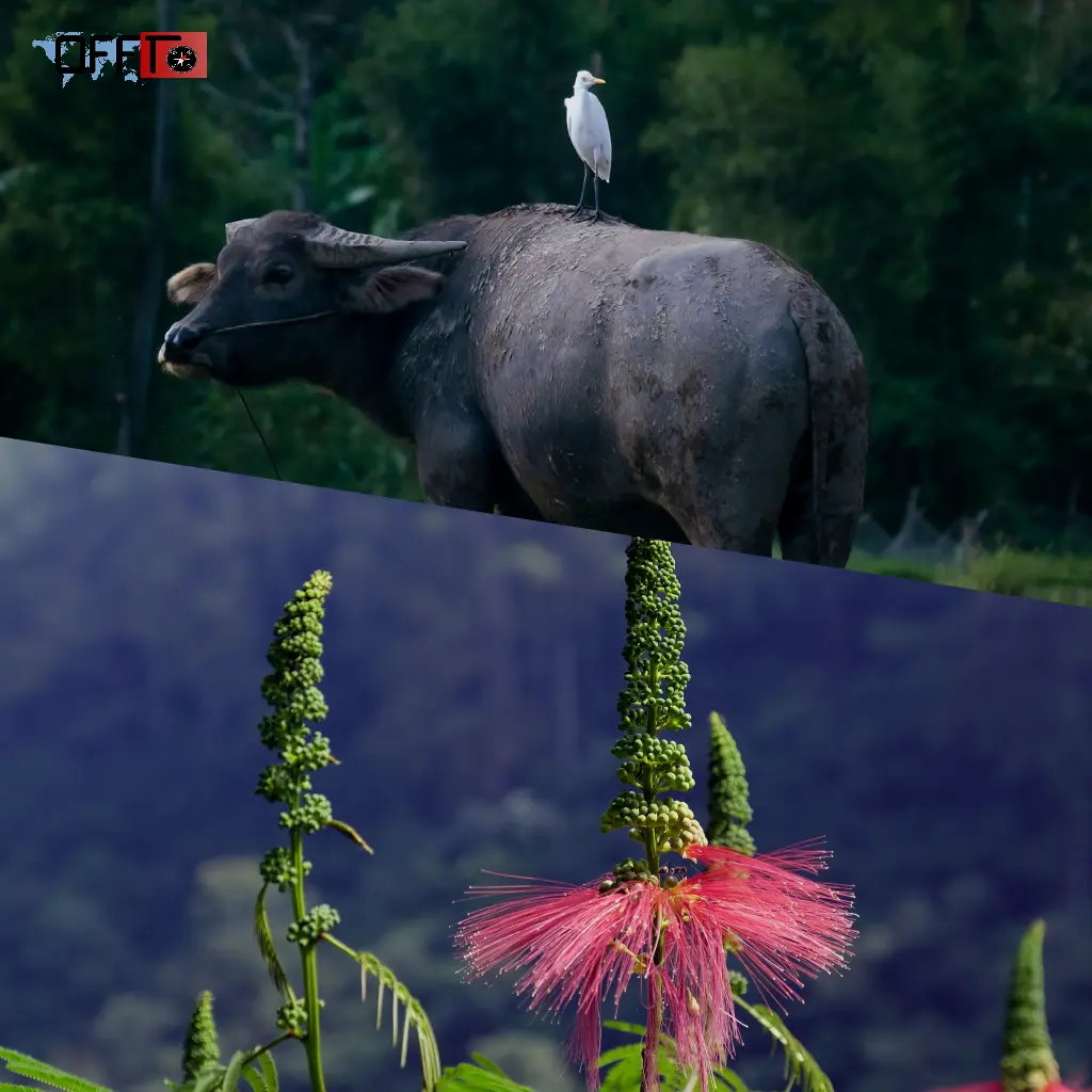 Wildlife and Flora in Agasthyarkoodam