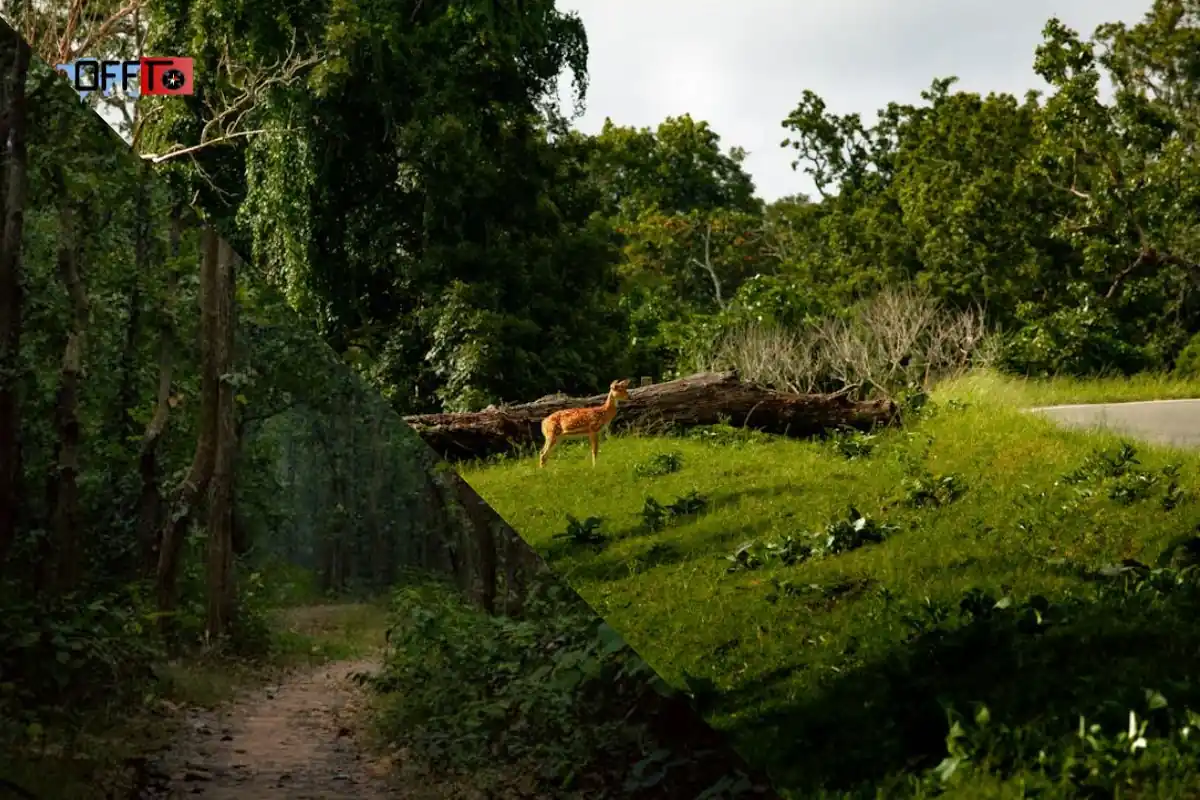 Aadrai Jungle Trek Difficulty Level Easy or Difficult