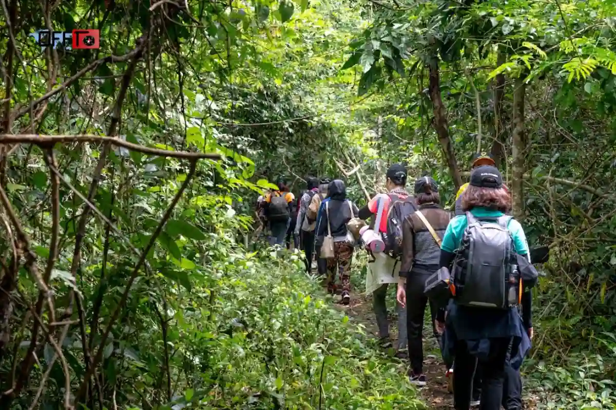 Aadrai Jungle Trek Overview Maharashtra’s Hidden Monsoon Forest Trail