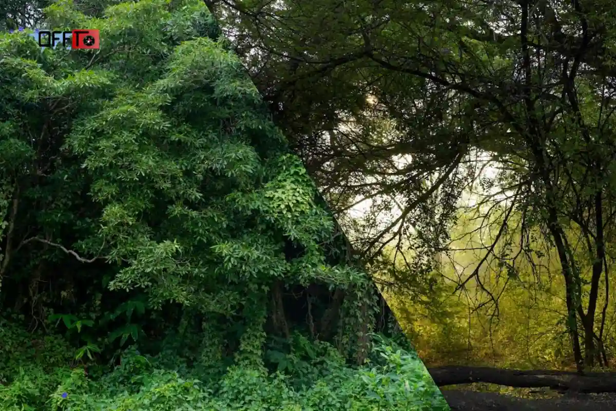 History & Local Context of Aadrai Jungle Trek