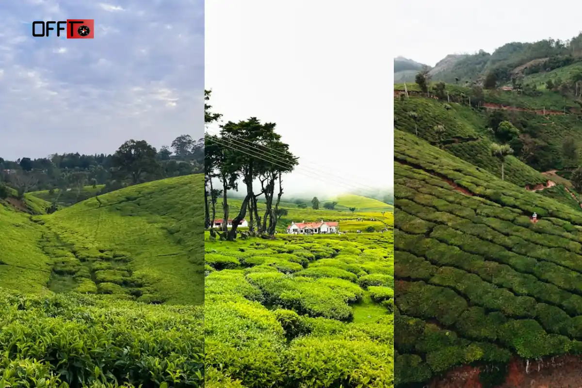 Lockhart Tea Estate and Tea Garden Experience