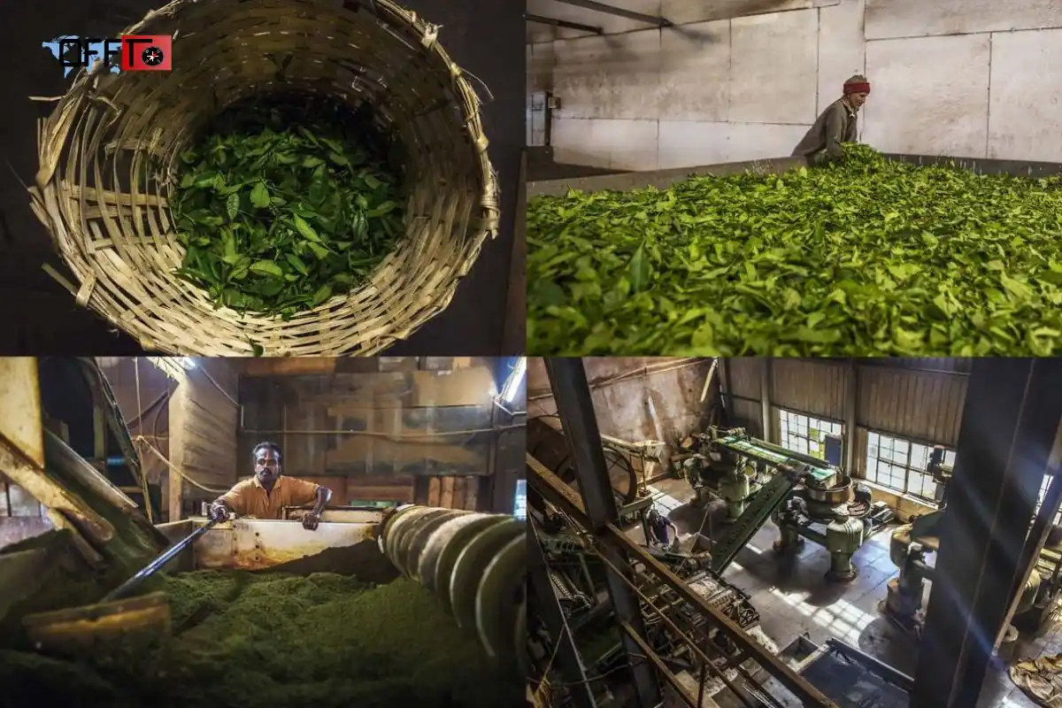 Lockhart Tea Factory Munnar Should You Add It to Your Trip
